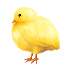 立っているひよこ