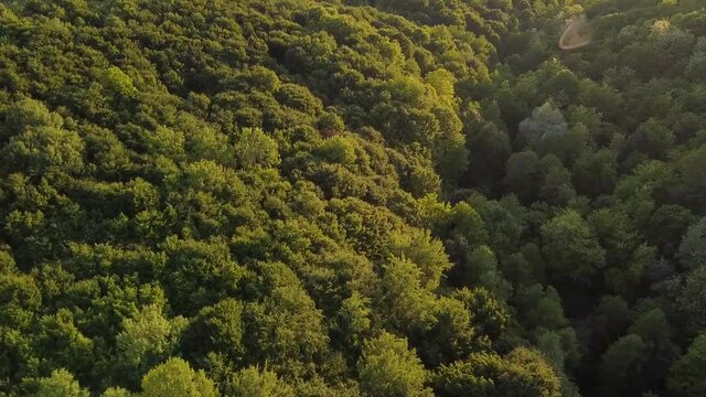 Beautiful forest landscape in spring season in natural light aerial footage