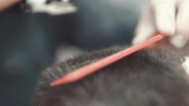 Man in barber shop sits in an armchair. Barber cuts his hair with a trimer.