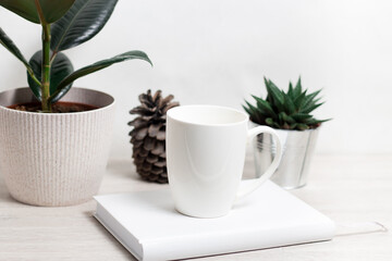 White mug, Ficus home plant, cactus, fir cone, on the white wall. Scandinavian style interior. Concept of minimalism. Modern workplace. Copy space