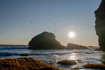 Fototapeta na wymiar sunset with birds on the beach