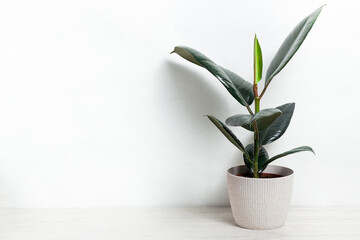 Ficus home plant on the white wall. Scandinavian style interior. Concept of minimalism. Vertical, isolated