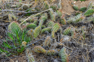 Cactus, Plains prickly pear Opuntia polyacantha, nature USA. Great Sand Dunes NP, Colorado, US