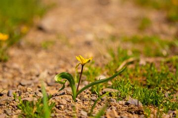Spring Meadow Flower Snowdrop as a Symbol of Spring and Heat February and March Spring Holidays toned in pastel colors March 8 Text for text.