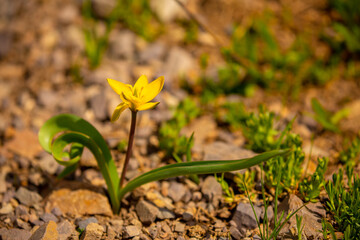 Spring Meadow Flower Snowdrop as a Symbol of Spring and Heat February and March Spring Holidays toned in pastel colors March 8 Text for text.