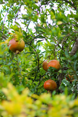 Close-up pomegranate tree and fruit on green background. Selective focus.