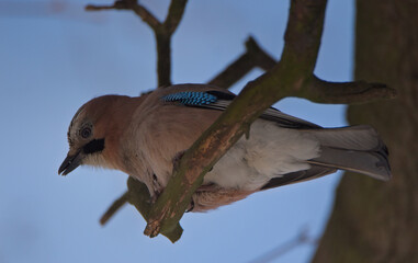 Eurasian jay on a branch