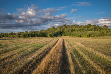 Obraz premium Summer landscape with green grass, road and clouds