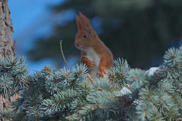 Squirrel on a tree © Klimczak-Krajewska