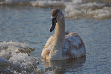 Mute swan cygnus olor © Klimczak-Krajewska