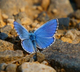 blue butterfly on the stone