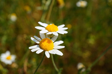 daisies in a field