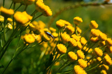 yellow flowers in spring