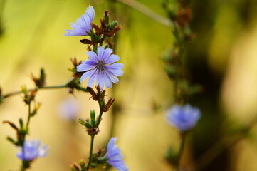 flowers in the garden