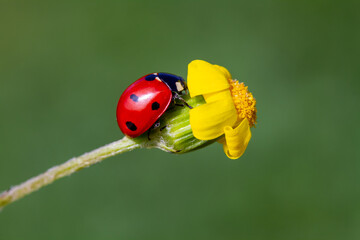 spring messenger, ladybug on flowering branch