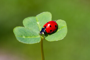 spring messenger, ladybug on flowering branch