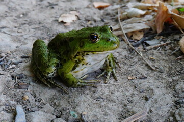 frog on the ground