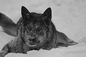 Wolf © Klimczak-Krajewska