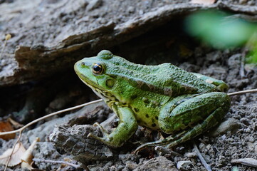 frog on the ground