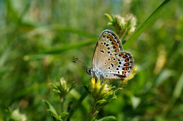 butterfly on a flower