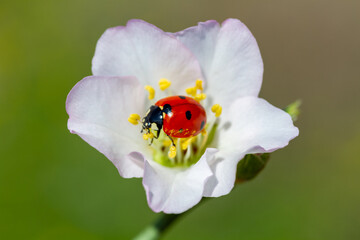 spring messenger, ladybug on flowering branch