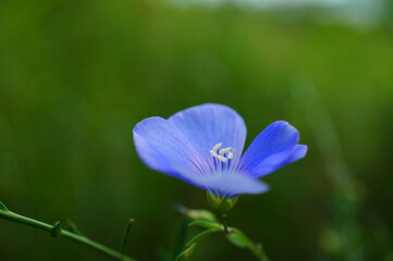 Blooming blue flax in the field.