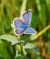 butterfly on a flower