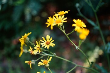 yellow flowers in the garden