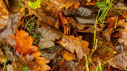 Autumn forest. Colorful forest, trees, foliage.