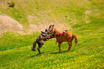 Horses Harnessed and saddled, horses frolic and fight in a green meadow. Horseback riding. Against...
