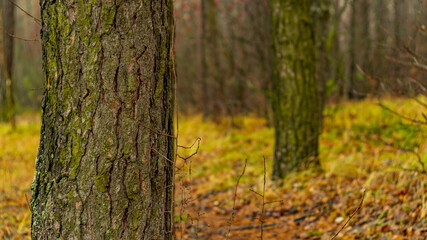 Autumn forest. Colorful forest, trees, foliage.
