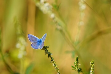 butterfly on a green grass
