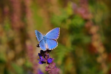 butterfly on a flower