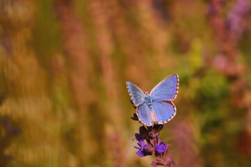 Fototapeta premium butterfly on a flower