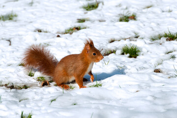 european red squirrel sciurus vulgaris looking for food in the snow