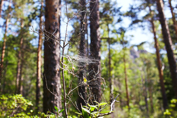 Cobweb on the branches of trees in a pine forest