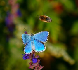 butterfly on a flower