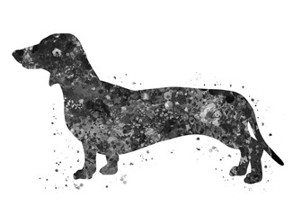 Dachshund Dog black and white watercolor, abstract painting. Watercolor illustration rainbow, colorful, decoration wall art
