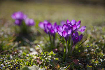Purple crocuses on a meadow at spring sunny day