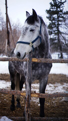 horse in snow