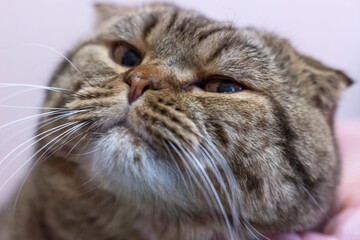 Scottish fold cat. Portrait of a cat with a variegated color.