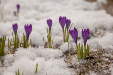 Fototapeta na wymiar Spring crocus in the snow, lit by the sun