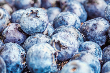 Fresh blueberry .  Blueberry berries close up texture