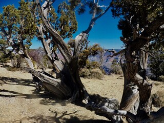 Arizona Trees Desert Blue Sky