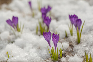 Plakat Spring crocus in the snow, lit by the sun