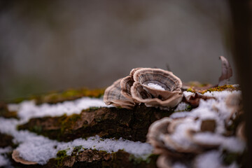 Turkey tail mushroom on a tree trunk. Trametes versicolor medicinal healthcare plant covered with snow