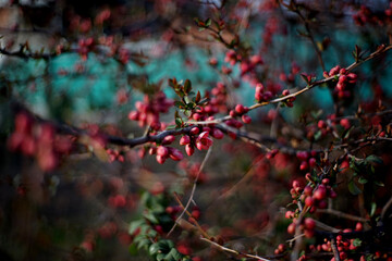 red leaves