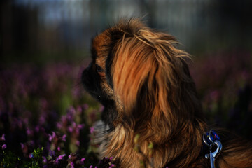 yorkshire terrier puppy