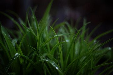 grass and dew