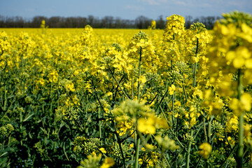 field of yellow flowers